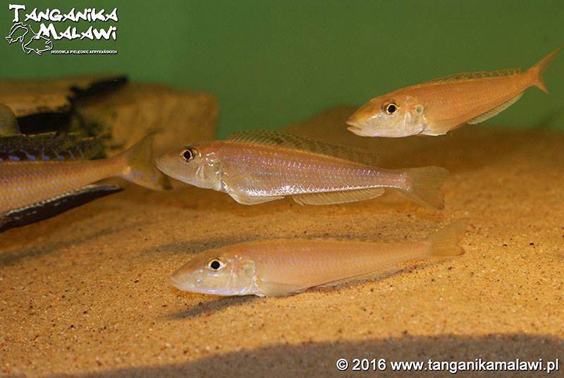 Enantiopus melanogenys 'Kombe'